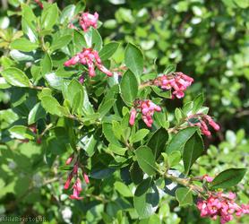 Escallonia
