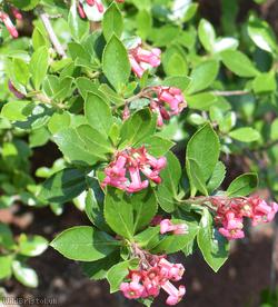 Escallonia