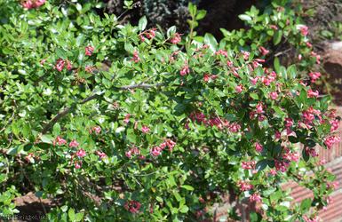 Escallonia