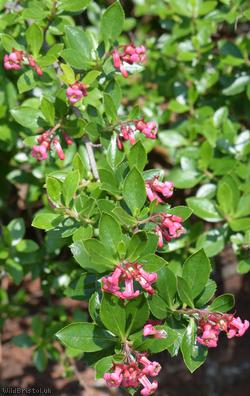 Escallonia