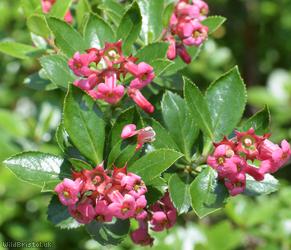 Escallonia