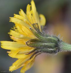 Rough x Lesser Hawkbit