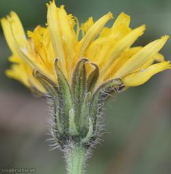 Rough x Lesser Hawkbit