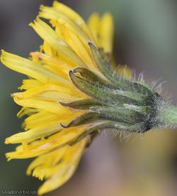 Rough x Lesser Hawkbit