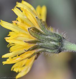 Rough x Lesser Hawkbit