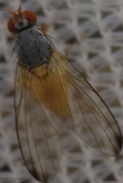 image for Dark-tipped Flutterfly