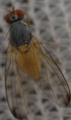 Dark-tipped Flutterfly