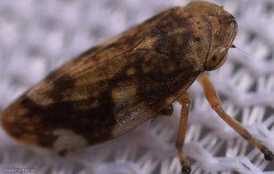 Common Froghopper