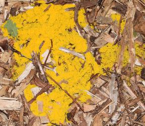 image for Dog Vomit Slime Mould
