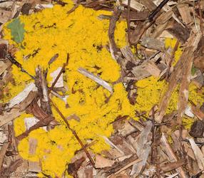 Dog Vomit Slime Mould