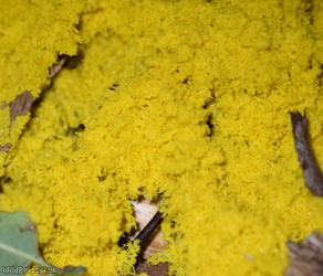 Dog Vomit Slime Mould
