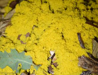Dog Vomit Slime Mould