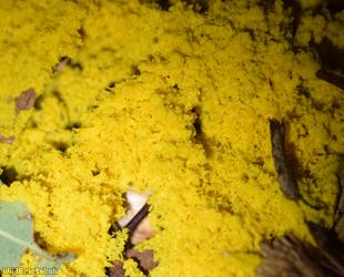 Dog Vomit Slime Mould