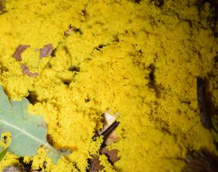 Dog Vomit Slime Mould