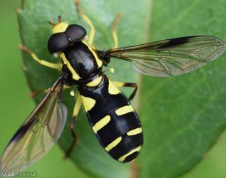 Superb Ant-hill Hoverfly