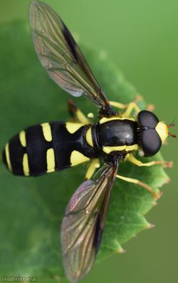 Superb Ant-hill Hoverfly