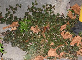 Pink-headed Persicaria