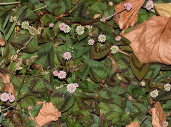 Pink-headed Persicaria