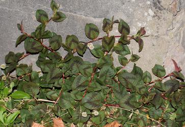Pink-headed Persicaria