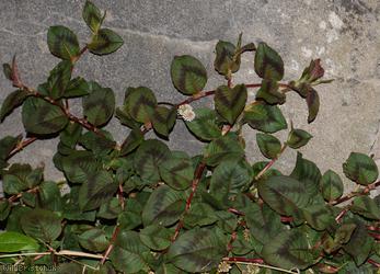 Pink-headed Persicaria