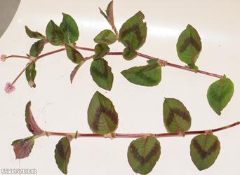 image for Pink-headed Persicaria