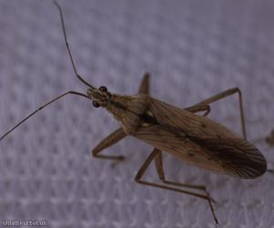 image for Field Damsel Bug