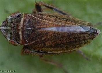 Girdled Leafhopper