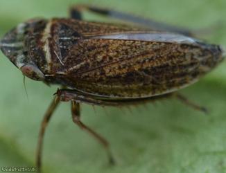 Girdled Leafhopper