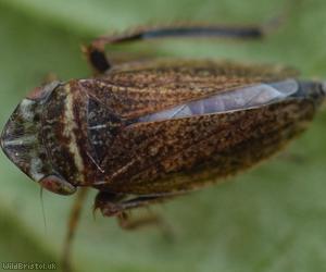 Girdled Leafhopper
