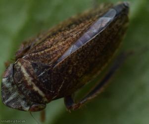 Girdled Leafhopper