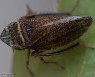 Girdled Leafhopper
