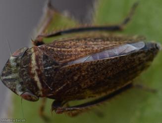 Girdled Leafhopper