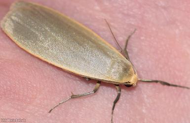 image for Dingy Footman