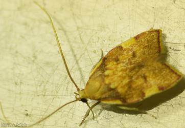 Long-horned Flat-body