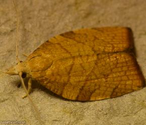 image for Chequered Fruit-tree Tortrix