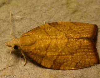 Chequered Fruit-tree Tortrix
