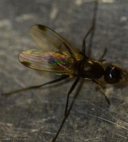 Lesser Dung Fly
