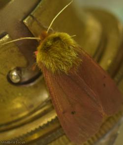 image for Ruby Tiger