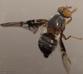 image for Haw Picturewing