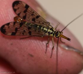 Common Scorpion Fly