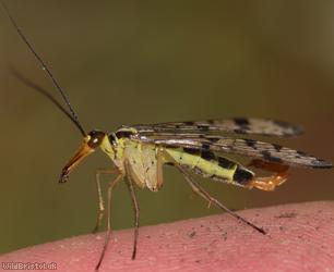 Common Scorpion Fly