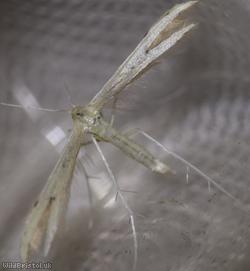 image for Hemp-agrimony Plume