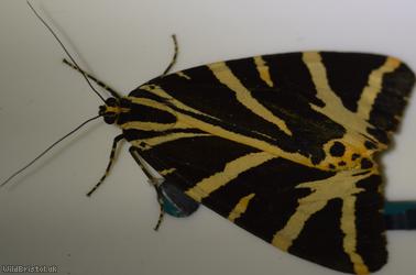 Jersey Tiger