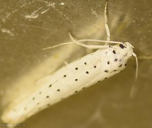 Bird-cherry Ermine