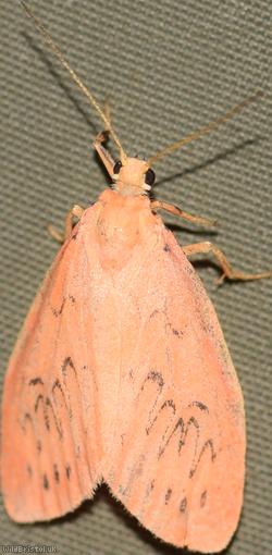 Rosy Footman