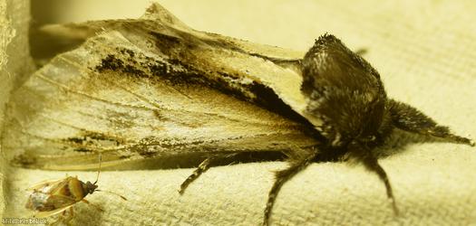 Lesser Swallow Prominent