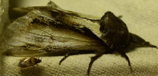 Lesser Swallow Prominent