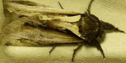 Lesser Swallow Prominent
