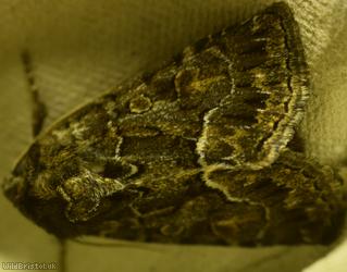 image for Straw Underwing