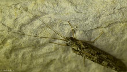 Philopotamus montanus?